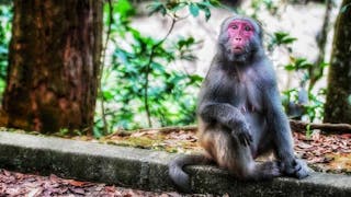 城門水塘獼猴守護港人 Macaques Safeguard Hong Kong at Shing Mun Reservoir