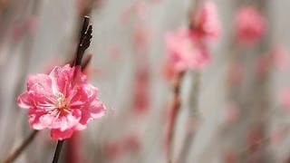 烽煙七月革時代 桃花賀年復香江 Seven Months of Sweat and Tears / Peach Blossom for New Hong Kong