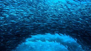 菲律賓莫阿爾博阿的沙甸魚暴 Sardine Run of Moalboal, Philippines