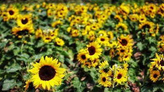 大埔白鷺湖畔賞向日葵 Sunflowers at Egret Lake in Tai Po