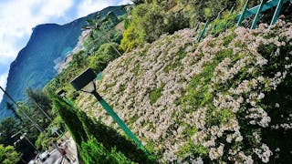 黃泥涌水塘旁 首冠藤綻放 Camel’s Foot Blooming near Wong Nai Chung Reservoir