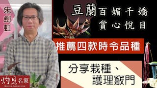 朱劍虹：豆蘭百媚千嬌 賞心悅目 推薦四款時令品種 分享栽種、護理竅門