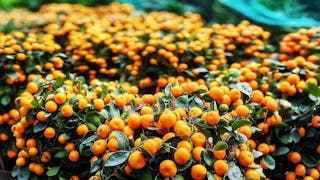 年桔賀新春 Tangerines for Lunar New Year