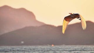 大白鷺在黃昏翺翔 Great Egret in Flight at Dusk