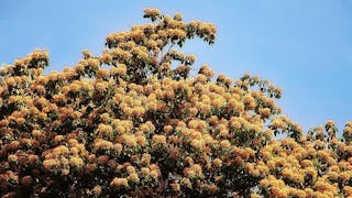 樹頭菜花盛放 Spider Tree Blooming