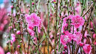 桃花迎新春 Peach Blossoms Welcome the New Year