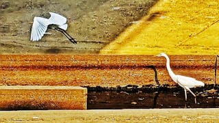 大白鷺在城門河附近狩獵 Great Egrets Hunting near Shing Mun River