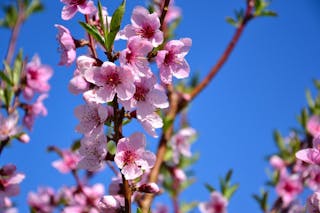 4月運勢預測﹕吉則翻身有望 凶則桃花劫難