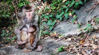 馬騮山上母子親 Mother and Child at Monkey Hill