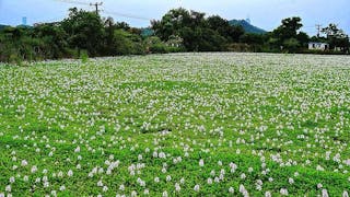 元朗豐樂圍的鳳眼藍花海 Sea of Flowers at Fung Lok Wai in Yuen Long