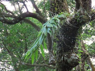 蘭科植物遷地保育與私人野放