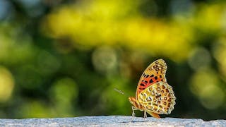 斐豹蛺蝶 Indian Fritillary