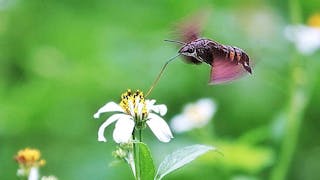 盤旋中的長喙天蛾 Hovering Hummingbird Hawk-moth