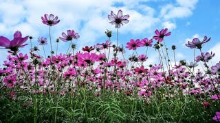 錦田粉紅波斯菊花田 Pink Cosmos Flower Field at Kam Tin