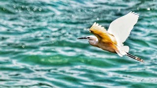 翺翔大埔河上 Flight over Tai Po River