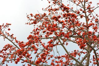 春暖花開時，又見木棉紅