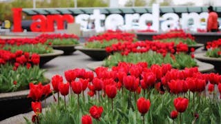 荷蘭阿姆斯特丹的鬱金香 Tulips of Amsterdam Netherlands