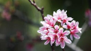 櫻花盛開 Cherry Blossom Blooming