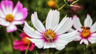 蜜蜂忙覓食 Honey Bees Busy Foraging