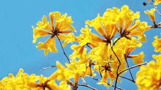 南昌公園黃花風鈴木盛放 Golden Trumpets Blooming at Nam Cheong Park