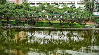 粉嶺康樂公園樹影 Reflection at Fanling Hong Lok Park