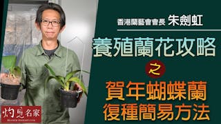 香港蘭藝會會長朱劍虹：養殖蘭花攻略之 賀年蝴蝶蘭復種簡易方法