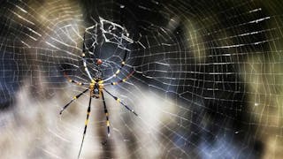 馬鞍山的大木林蜘蛛 Giant Wood Spider at Ma On Shan