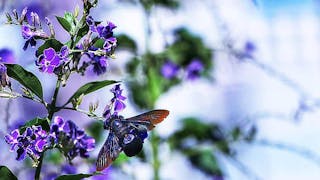 熱帶木蜂覓食 Tropical Carpenter Bee Foraging