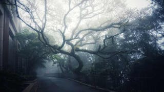 山頂的迷霧早晨 Misty Morning at The Peak