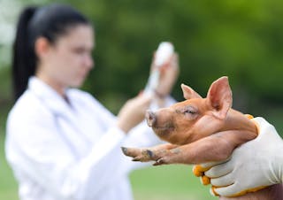 源自動物的傳染病