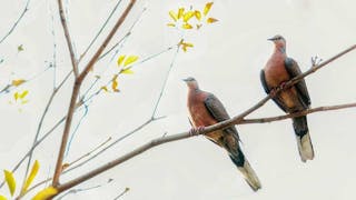 珠頸斑鳩 Spotted Doves