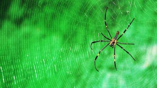 東龍島上的蜘蛛 Spider on Tung Lung Island