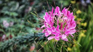 醉蝶花 Spiny Spider Flower