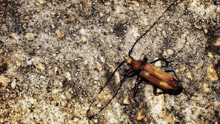 長角甲蟲 Longhorn Beetle