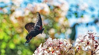 燕尾蝶戀花 Swallowtail Butterfly Foraging