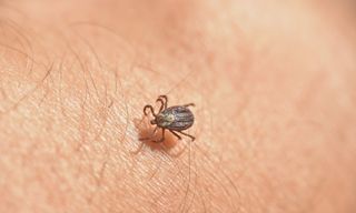 Tick 蜱蟲