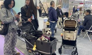 中國消費降級 寵物市場卻逆勢成長（2）
