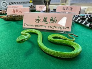 台灣位於亞熱帶地區，蛇類種類繁多，每年耗資約新台幣500萬元的「毒蛇招待所」眼下住著121名蛇房客，涵蓋百步蛇、赤尾鮐、龜殼花、雨傘節、飯匙倩與鎖鏈蛇等6大毒蛇。中央社記者沈佩瑤攝　115年2月23日