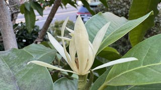 夏園香語