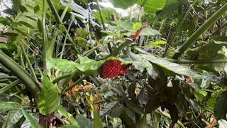 新界山中野趣