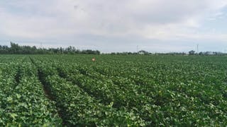 新疆｜「棉花白」邂逅「科技藍」 擺脫原材出口局限  拓產業鏈迎新機