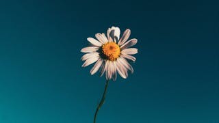 感懷新世：輸得起？輸不起？做人想做就去做？