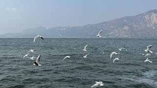 青旅奇遇──留鷗不住任鷗去 待春歸來聽春歌