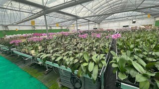 如何挑選賀年蝴蝶蘭？