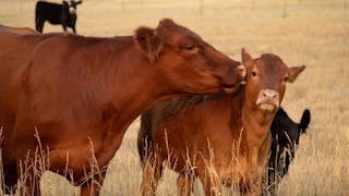 粵語解密：牯、匙、挨晚