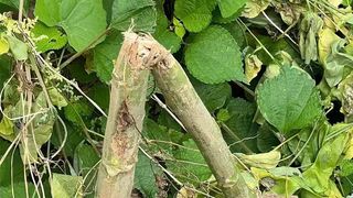 山居的苦與樂 山居的苦與樂