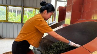 偏愛南糯山──北緯21度的回甘