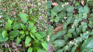 尋覓路邊的神奇小草：一堂給小學生的草藥啟蒙課