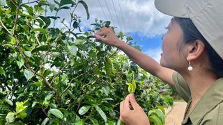 牛鈴聲中的景邁山──北緯21度的回甘