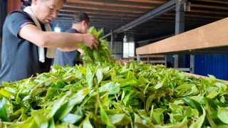 茶杯裏的數字──北緯21度的回甘